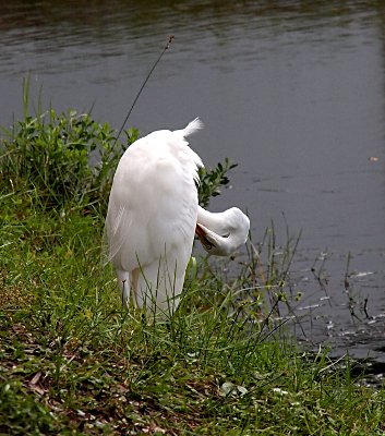 [Side view of an egret standing in grass near the water with its head forward and tucked back into its body as it uses its bill to make some feather adjustments.]